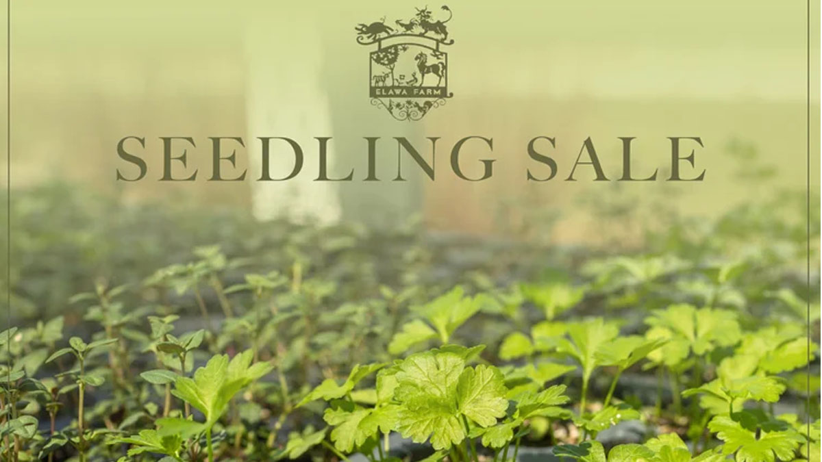 Seedling Sale at Elawa Farm